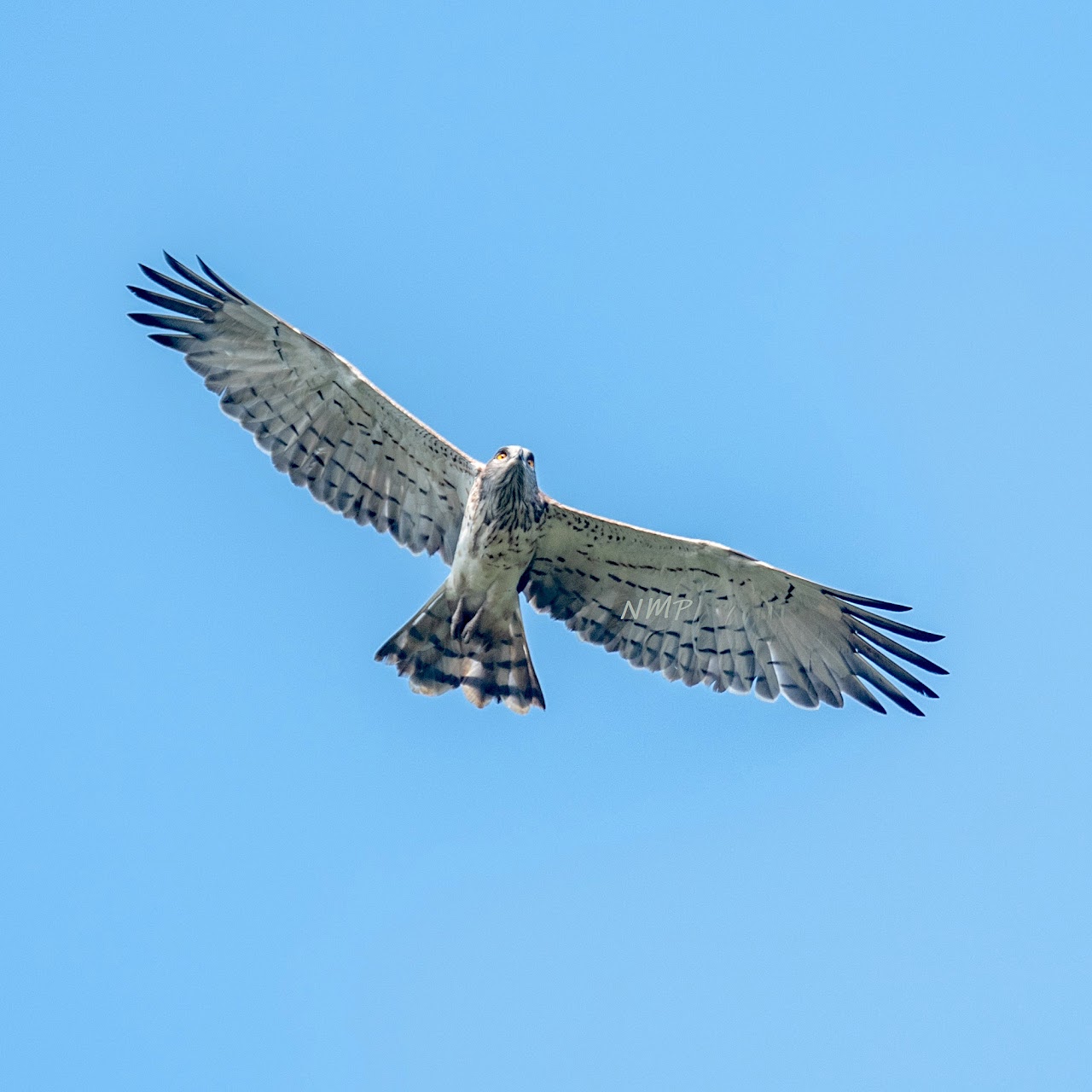 Short-toed snake eagle 